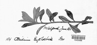 Endophyllum euphorbiae-sylvaticae image